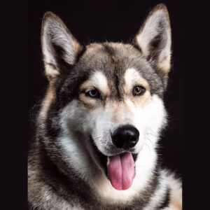 Alaskan Malamute's History