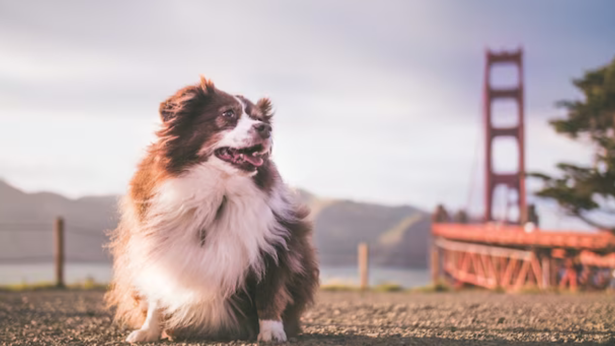 Australian Shepherds