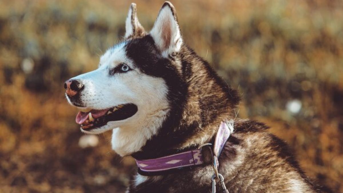 Majestic Alaskan Malamute