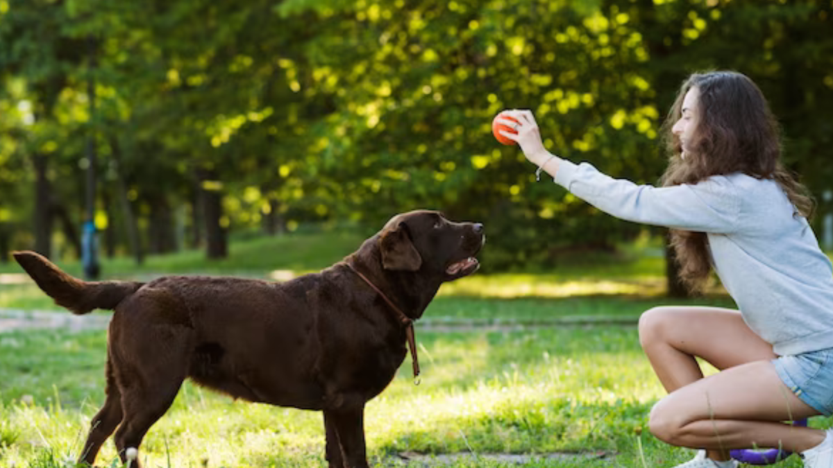 How To Properly Train Your Dog - Tips & Tricks