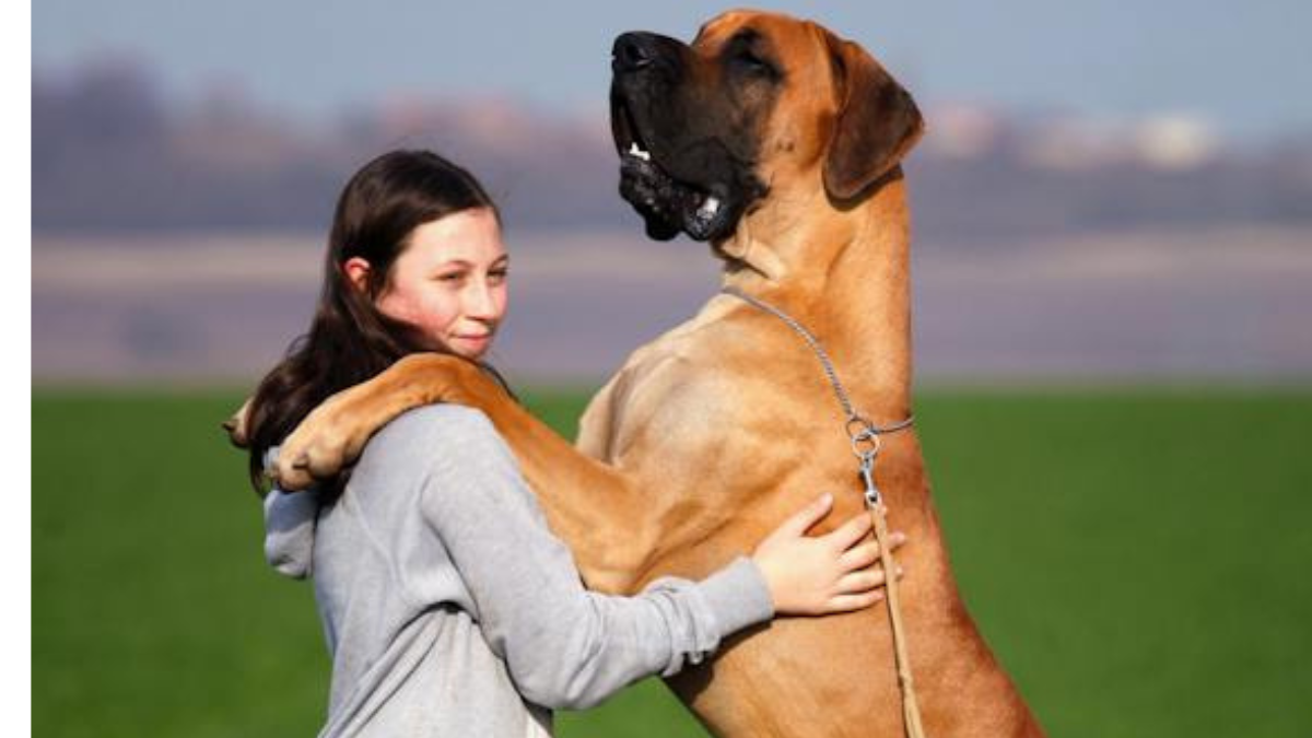 Why Large Dogs Aren't Always the Best Fit