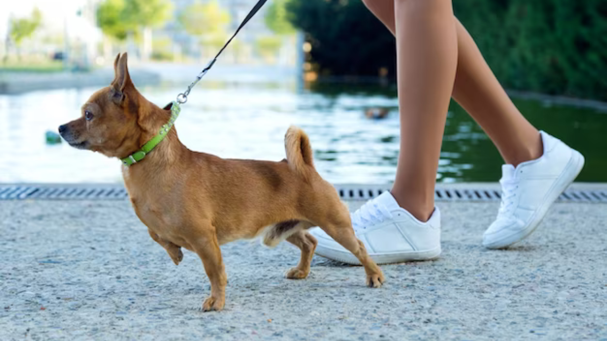 How To Leash Train Your Dog