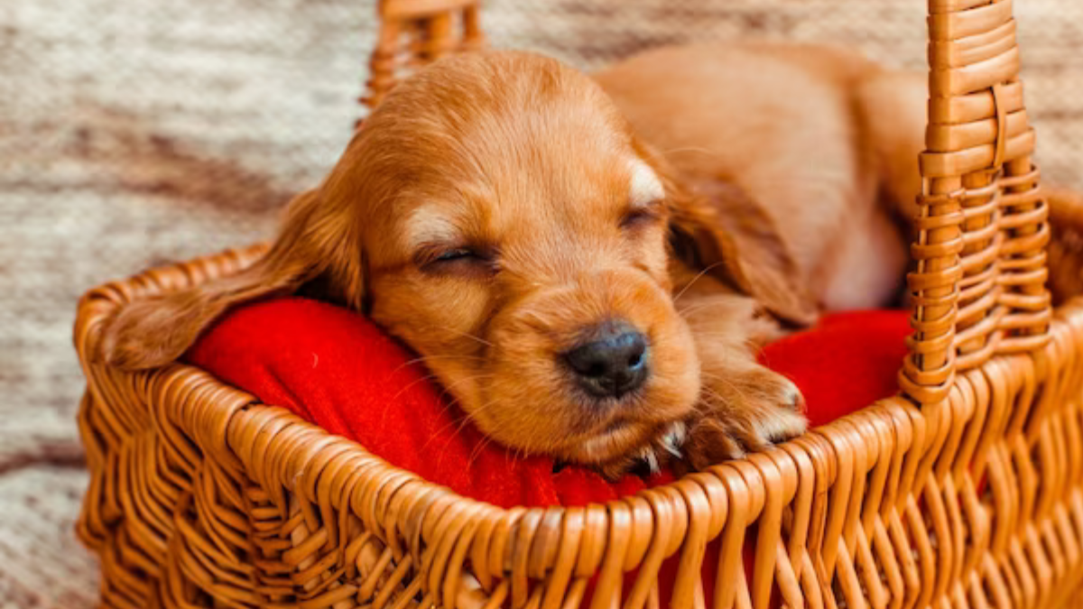 When & How Often Should You Replace Dog Beds? [Full Guide]