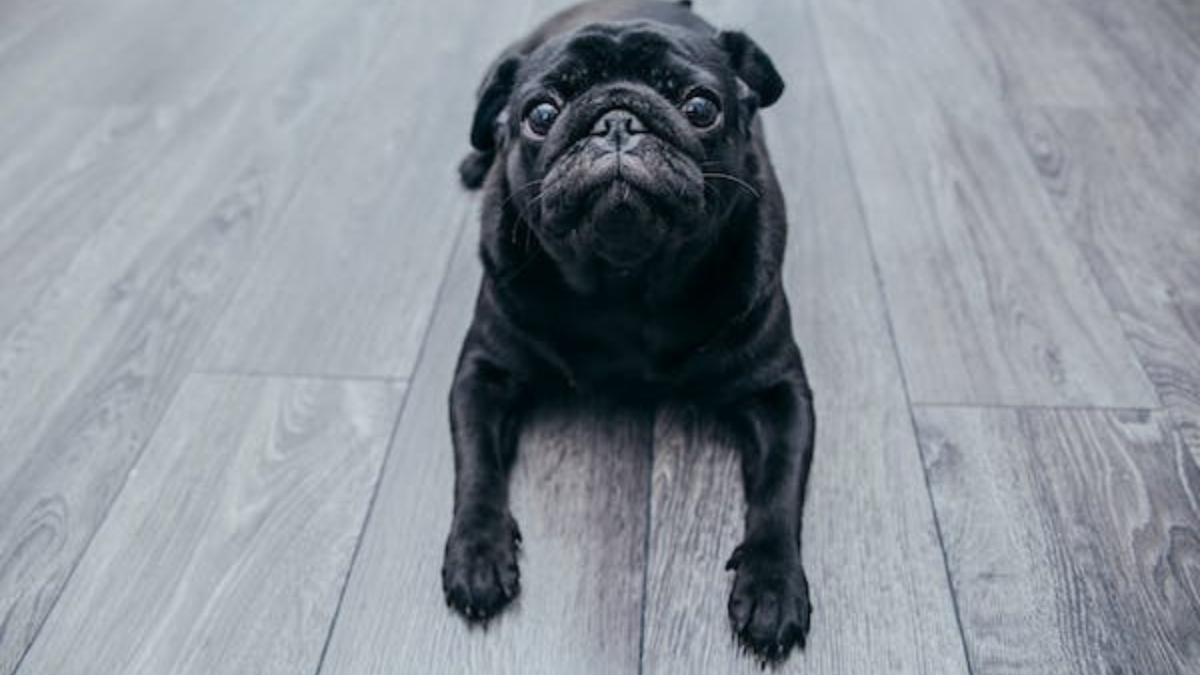 How To Train A Pug Puppy Not To Bite